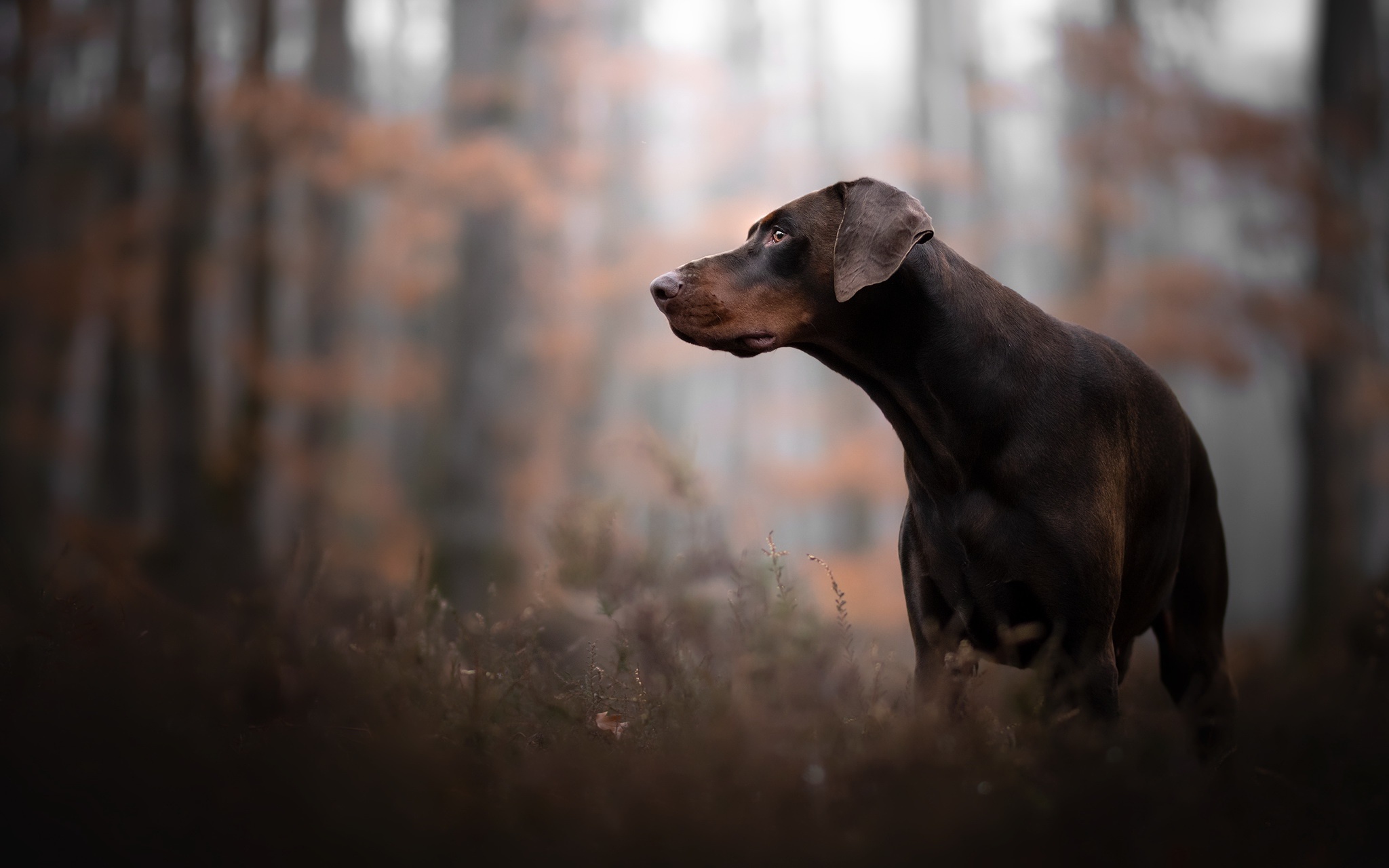 Doberman Fondo De Pantalla - HD Wallpaper 