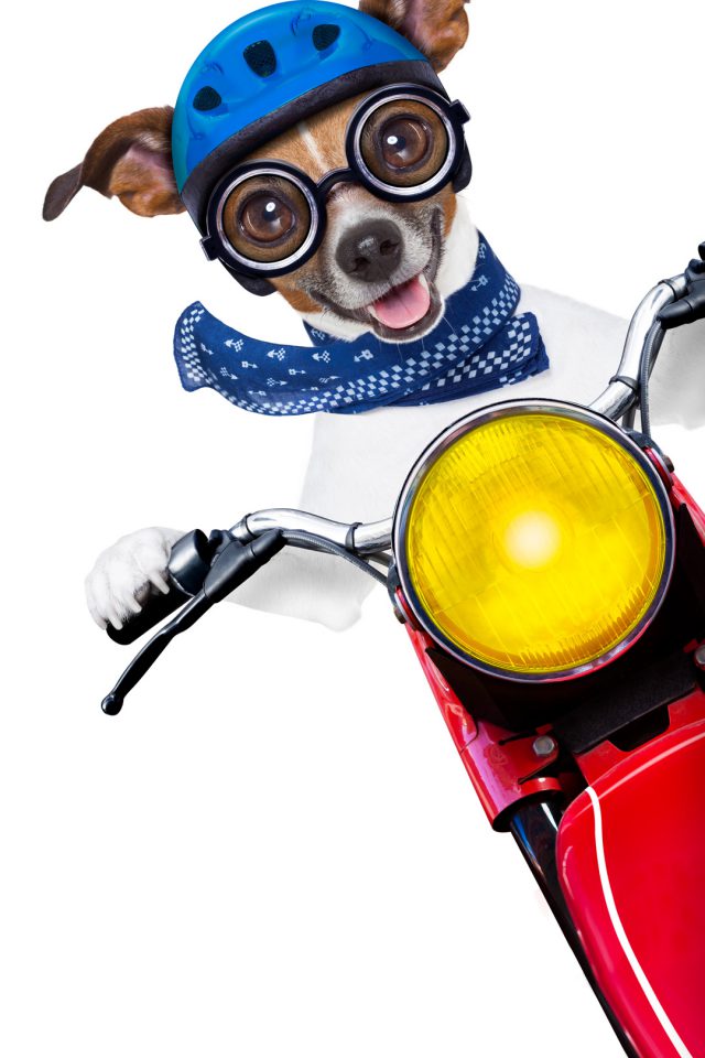 Some Interesting Puppy Iphone Wallpaper - Huse Iphone X Cu Caței - HD Wallpaper 