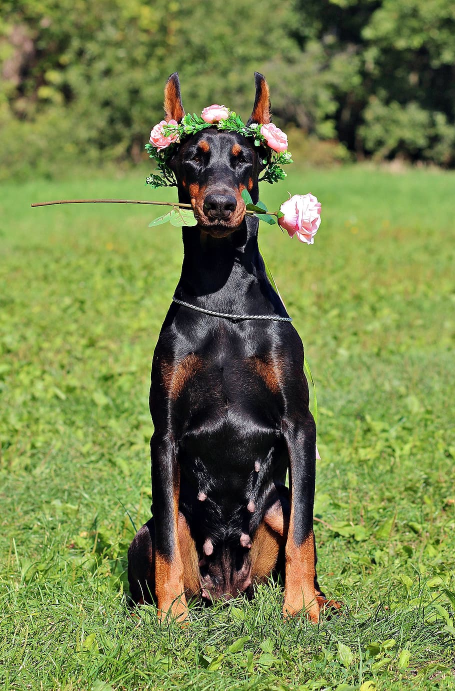 Doberman, Dog, Rose, Sitting, Sweet, Canine, Grass, - Доберман На Обои Телефона - HD Wallpaper 