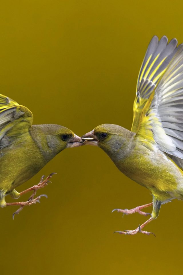 Very Interesting Birds Iphone Wallpaper - Birds Kiss - HD Wallpaper 