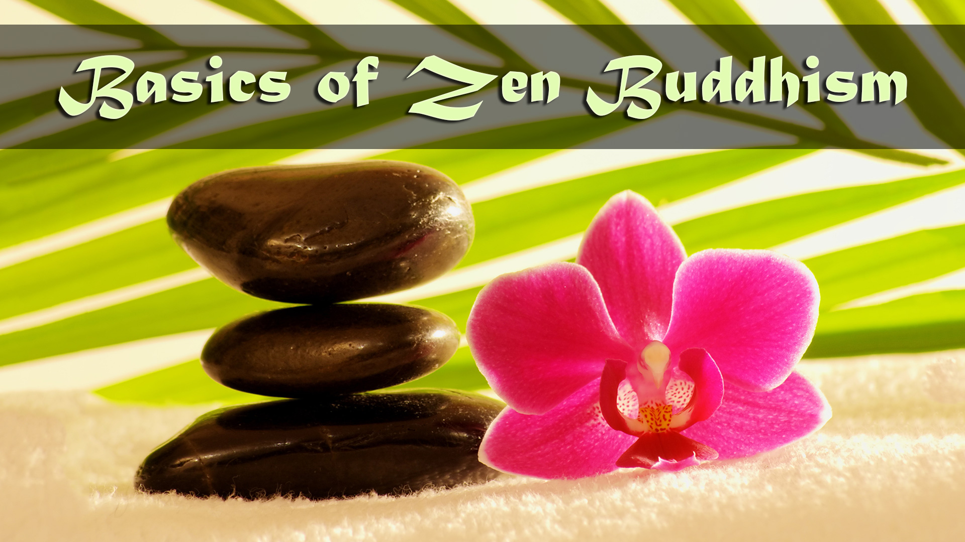 Moth Orchid - HD Wallpaper 