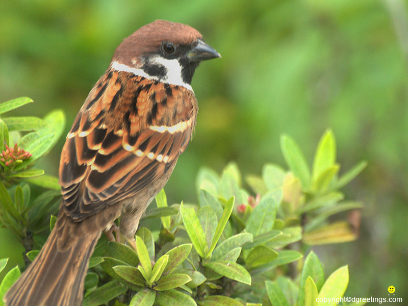 Right Click To Set As Wallpaper - HD Wallpaper 