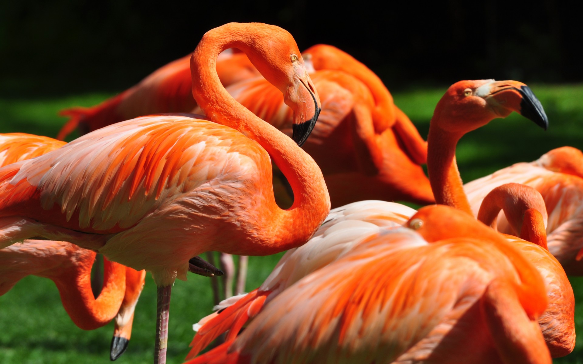 Orange Flamingos - HD Wallpaper 