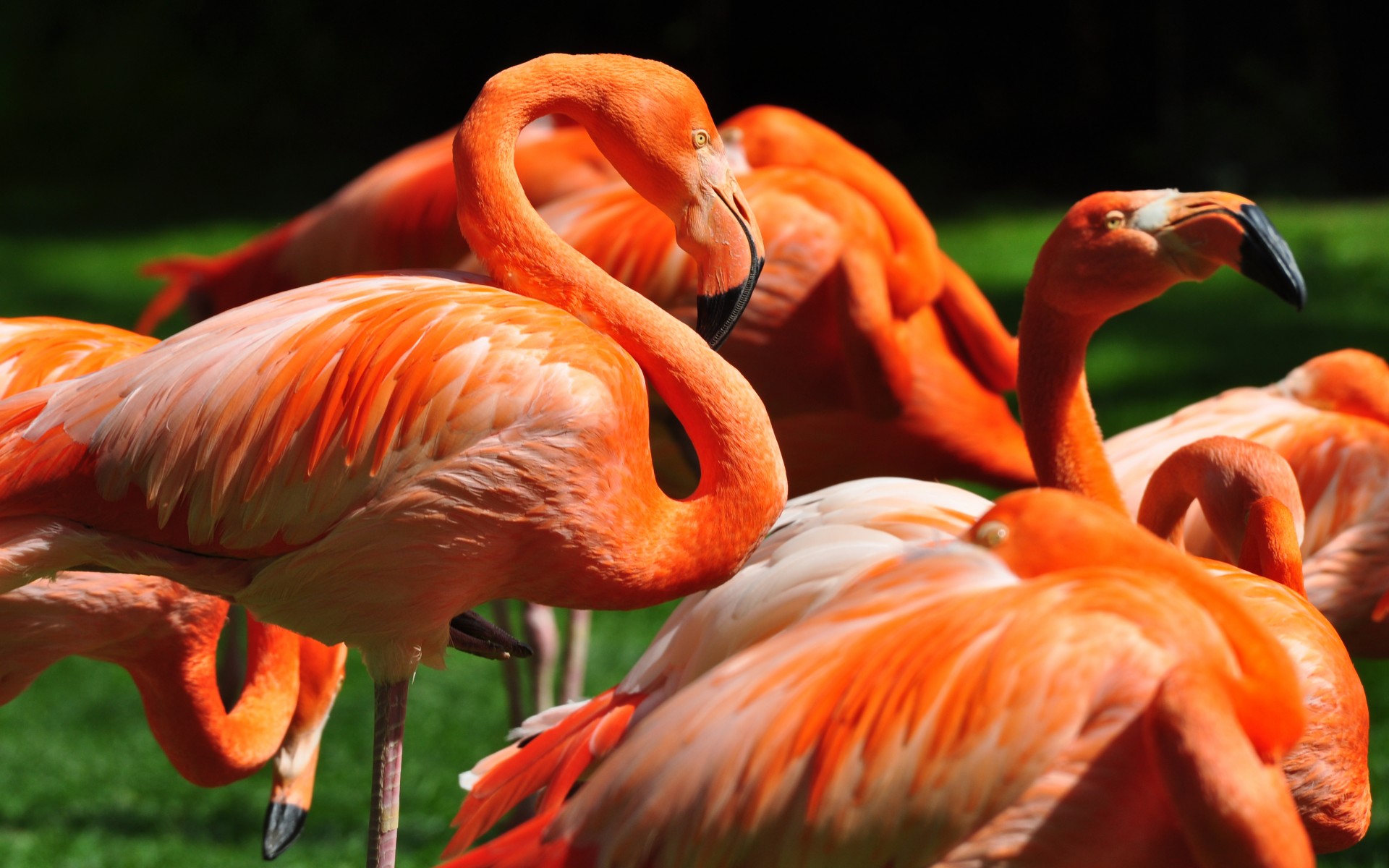 Orange Flamingos - HD Wallpaper 