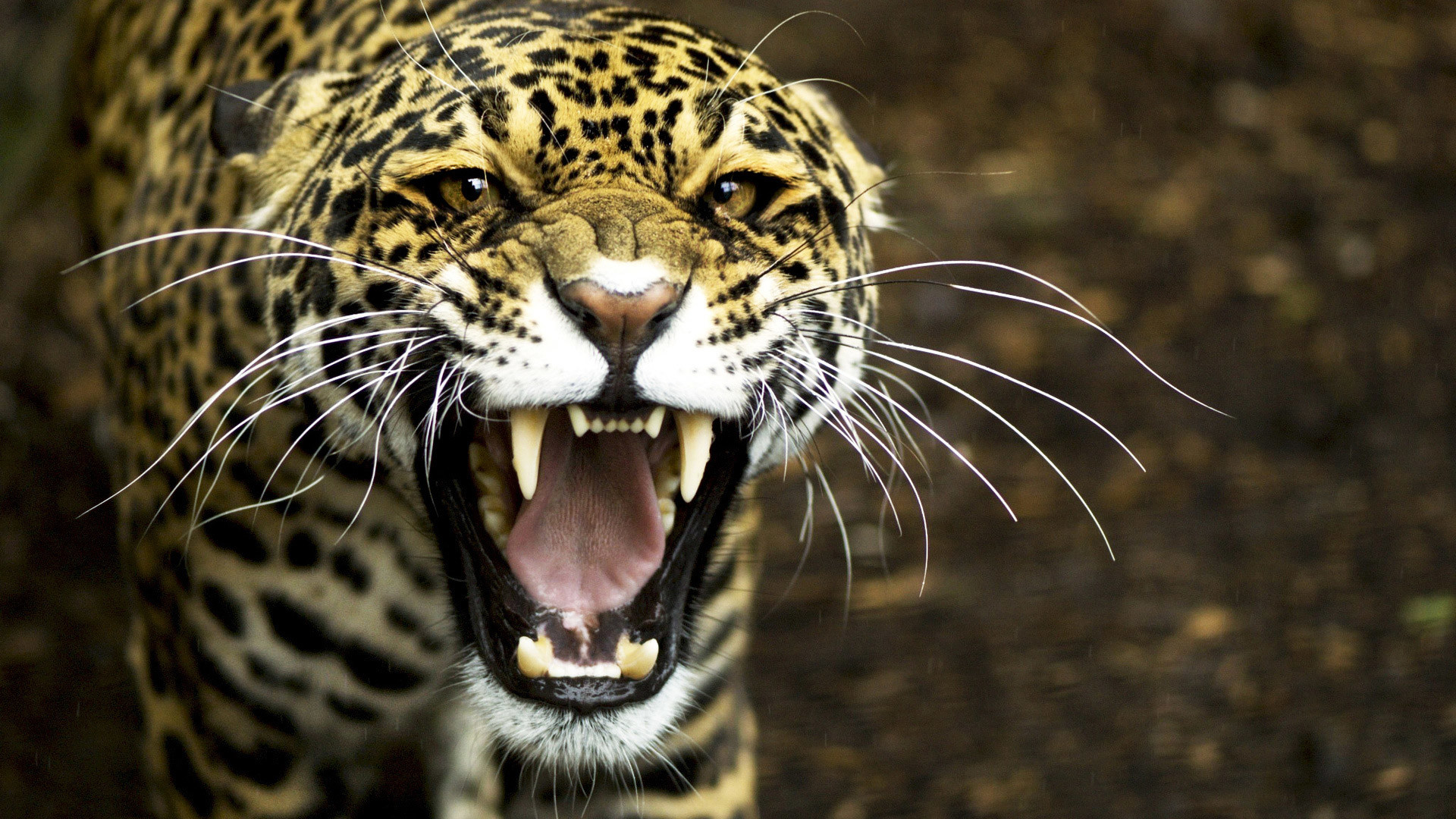 Best 25 Best Pc Wallpapers Ideas On Pinterest - Jaguar Close Up Face - HD Wallpaper 