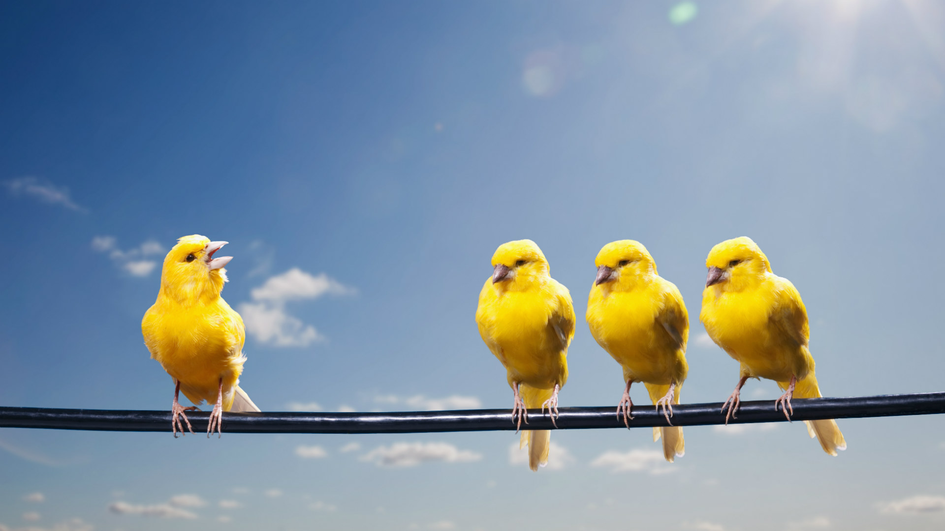 Canary Bird Pt Bing Hd Wallpaper - Canary Bird - HD Wallpaper 