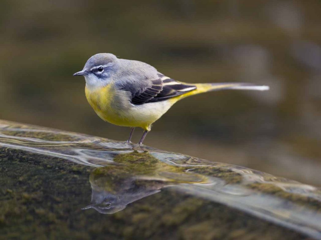 The Grey Wagtail Identification Habitat & Migration - Yellow Wagtail Vs Grey Wagtail - HD Wallpaper 