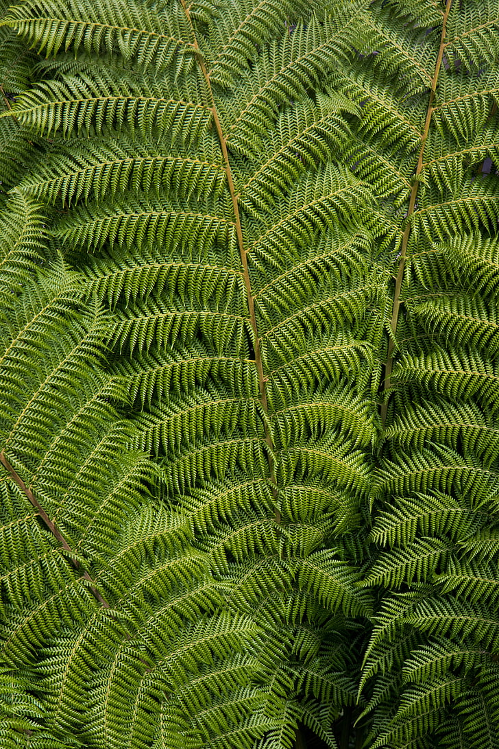 Ostrich Fern, Leaves, Carved, Plant, Green, Leaf, Green - Fern - HD Wallpaper 