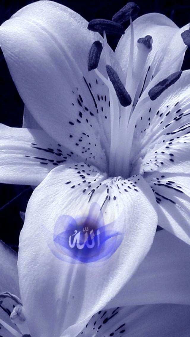 Allah - HD Wallpaper 