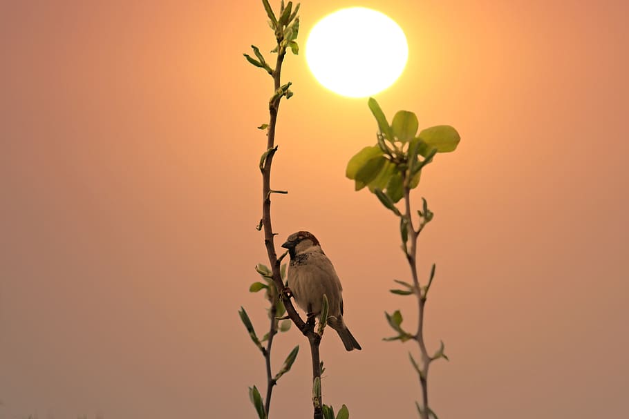 Sparrow, Casey, Sunrise, Birds, Rest, Vertebrate, Animal, - Sparrow At Sunrise - HD Wallpaper 
