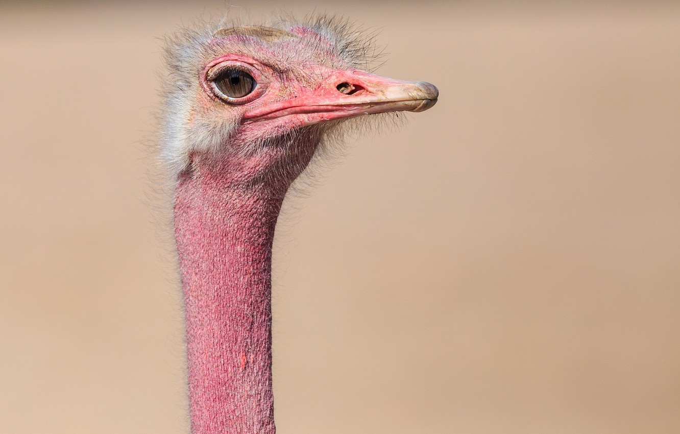 Photo Wallpaper Background, Bird, Ostrich - Ostrich - 1332x850