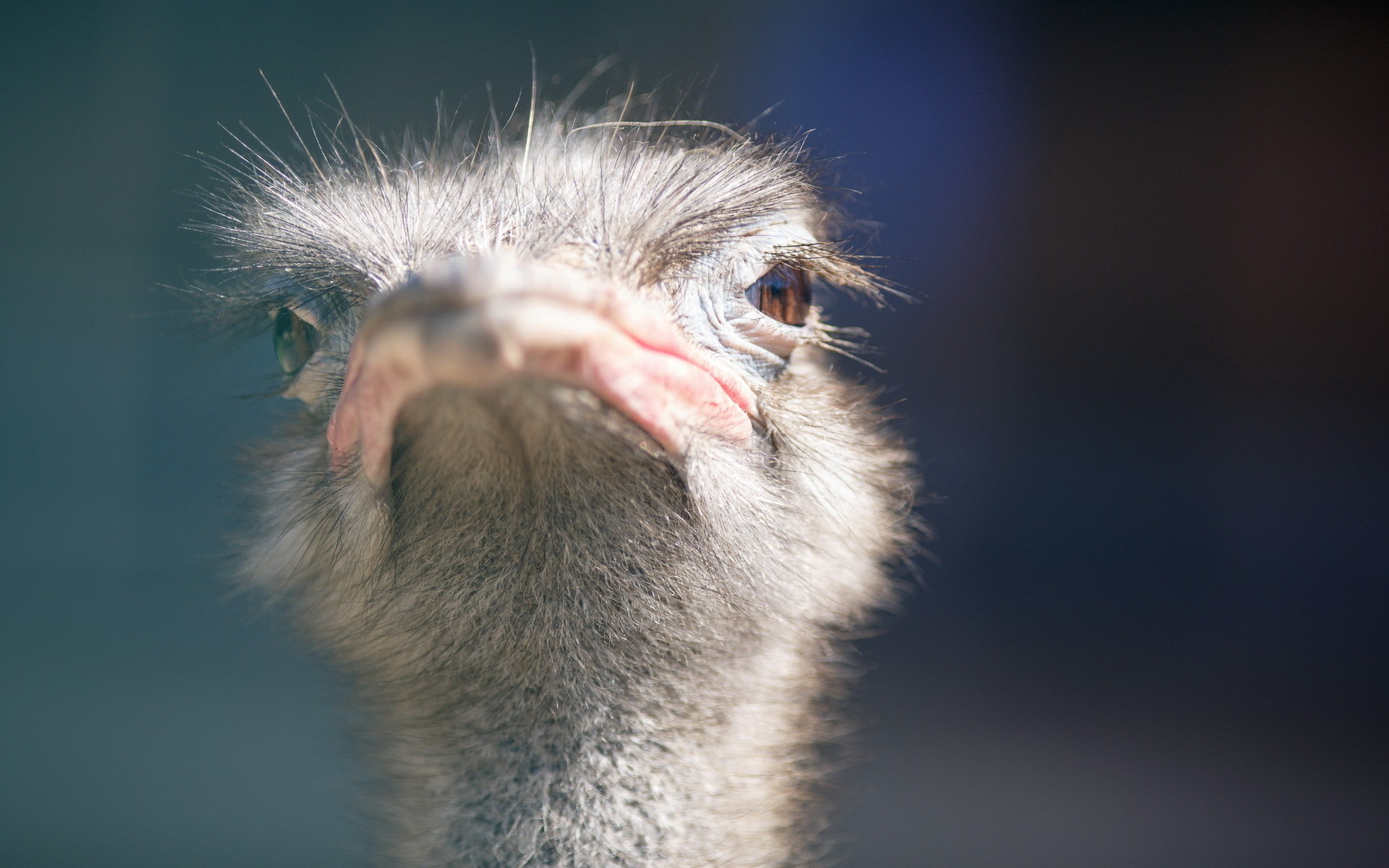 Free Ostrich High Quality Wallpaper Id - Fond D Écran Autruche - HD Wallpaper 