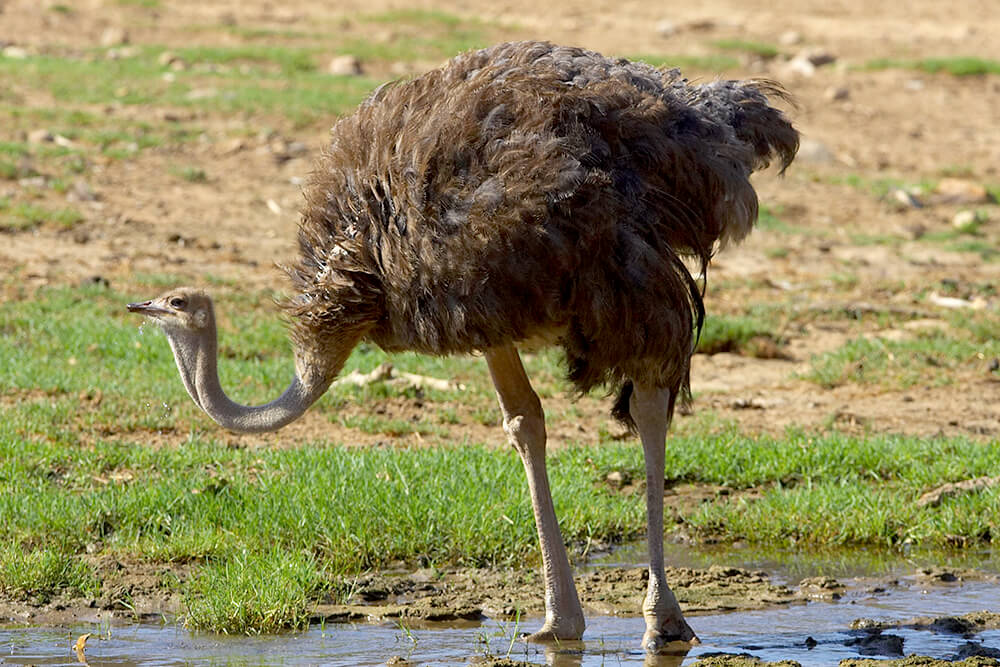 Nice Wallpapers Ostrich 1000x667px - Ostrich Animals - HD Wallpaper 