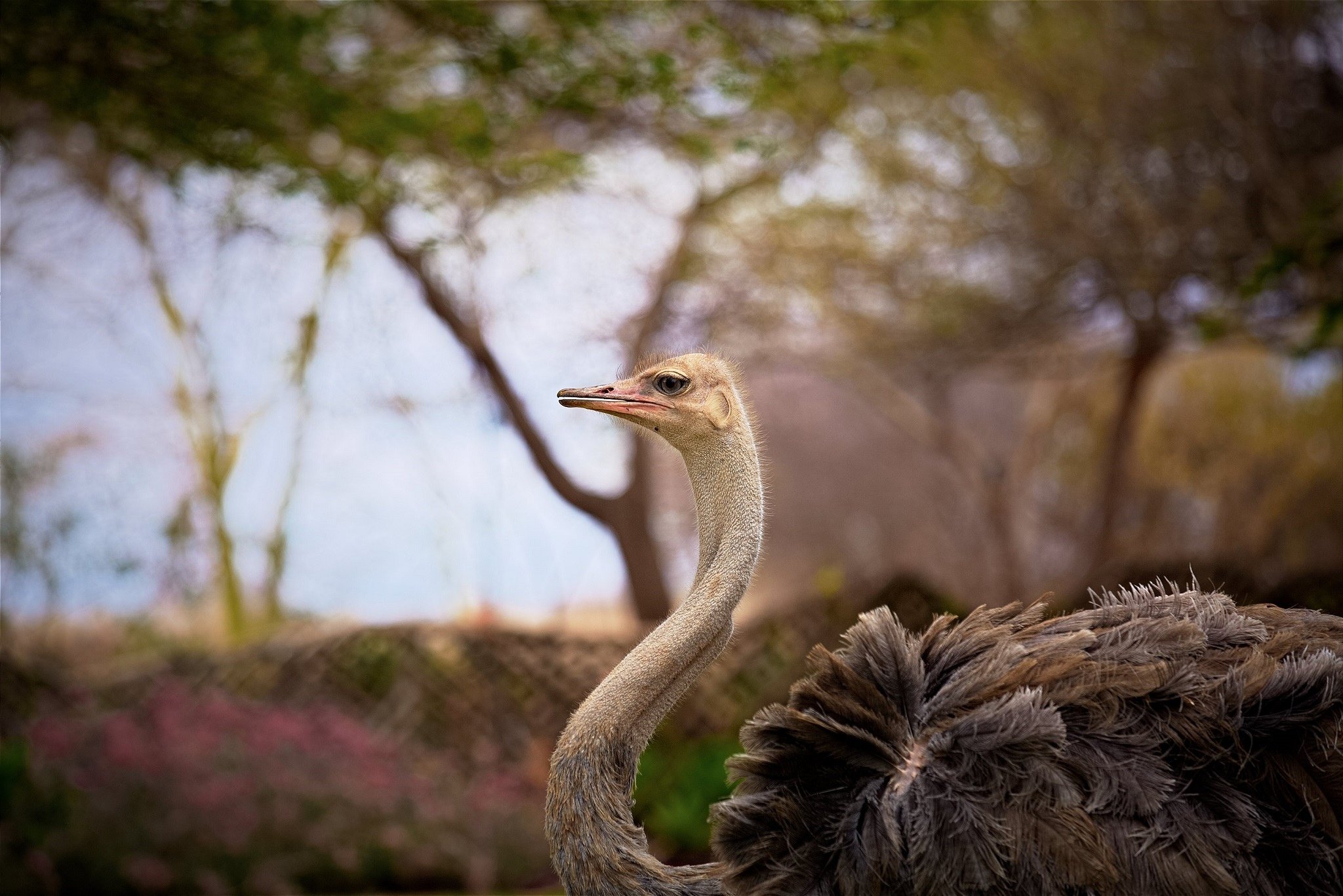 Common Ostrich - 2048x1367 Wallpaper - teahub.io