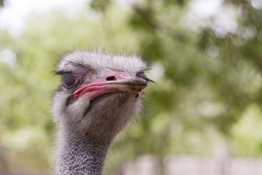 Ostrich, Head, Animals, Zoo, African Ostrich, Ostrich - Avestruz É Mamifero - HD Wallpaper 