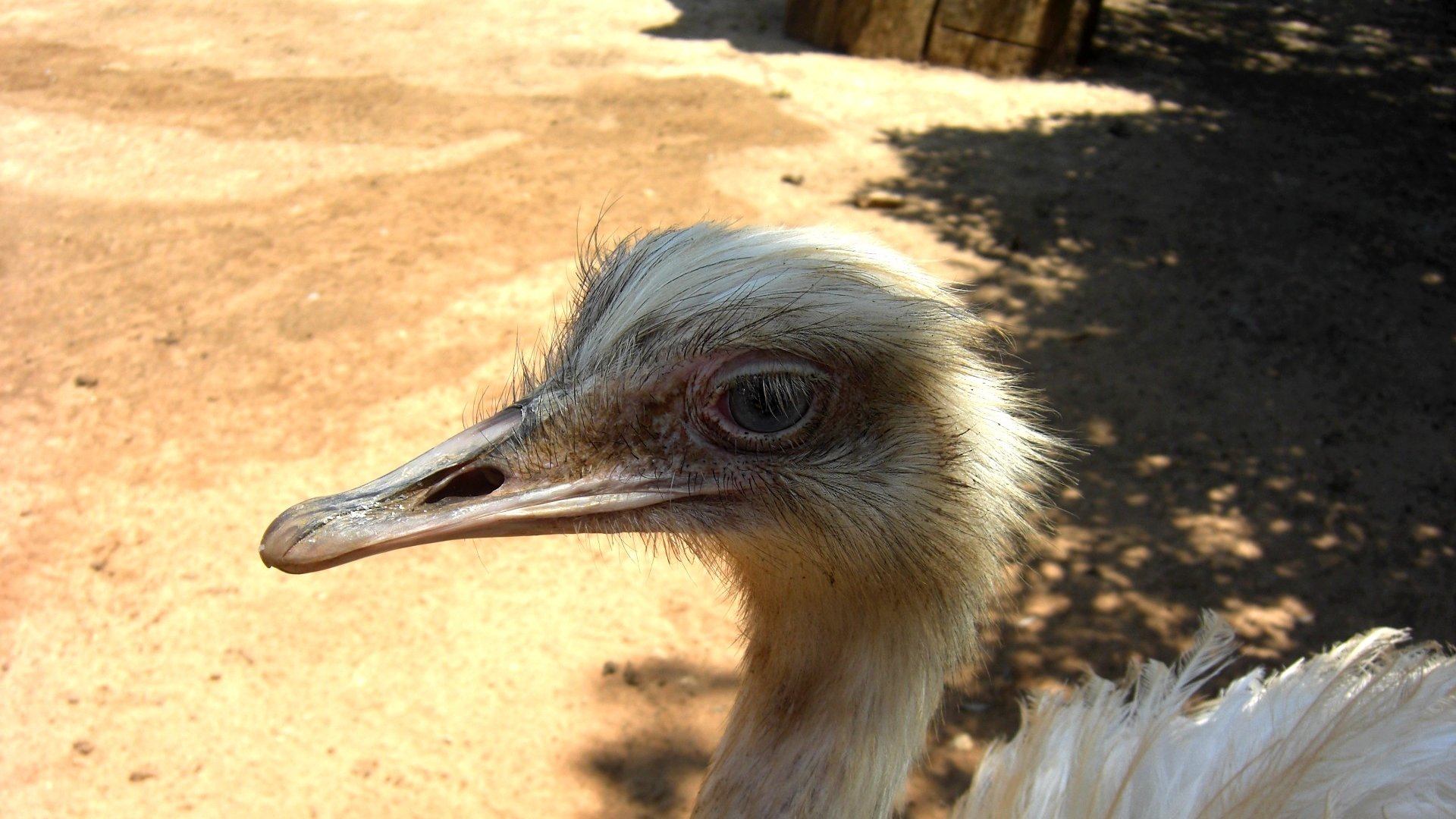 Birds - HD Wallpaper 