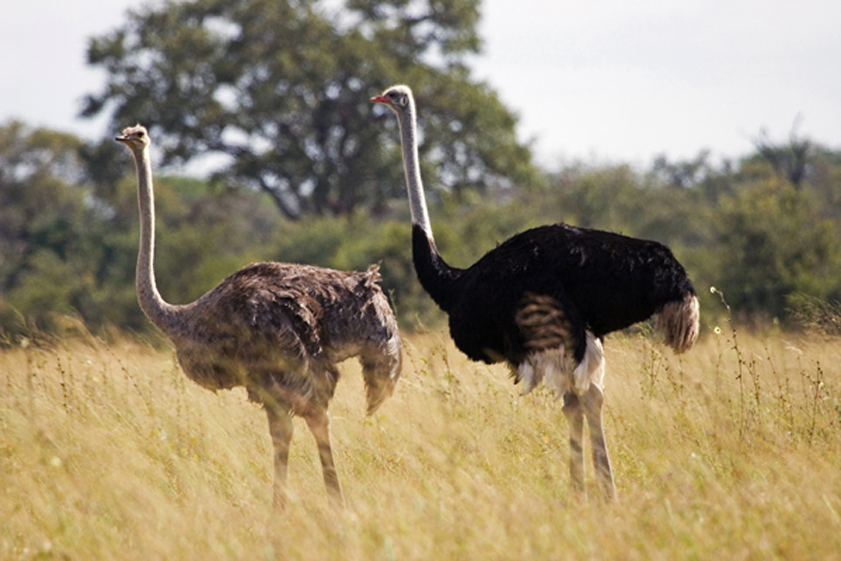 Ostrich - Male And Female Ostrich - HD Wallpaper 