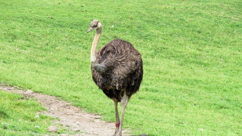 Ostrich Struthio Camelus - Ostrich - HD Wallpaper 