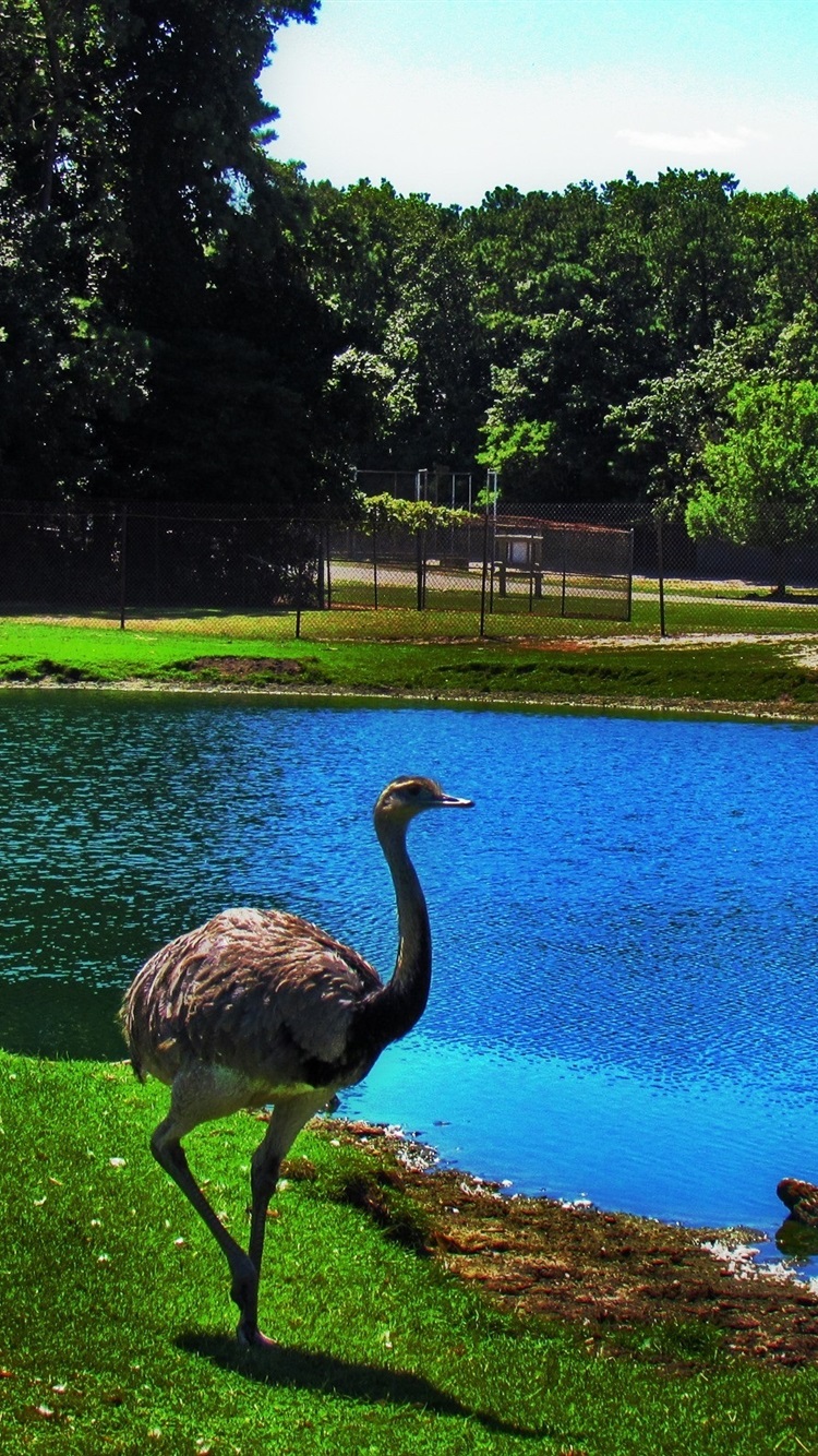 Zoo Background Hd - HD Wallpaper 