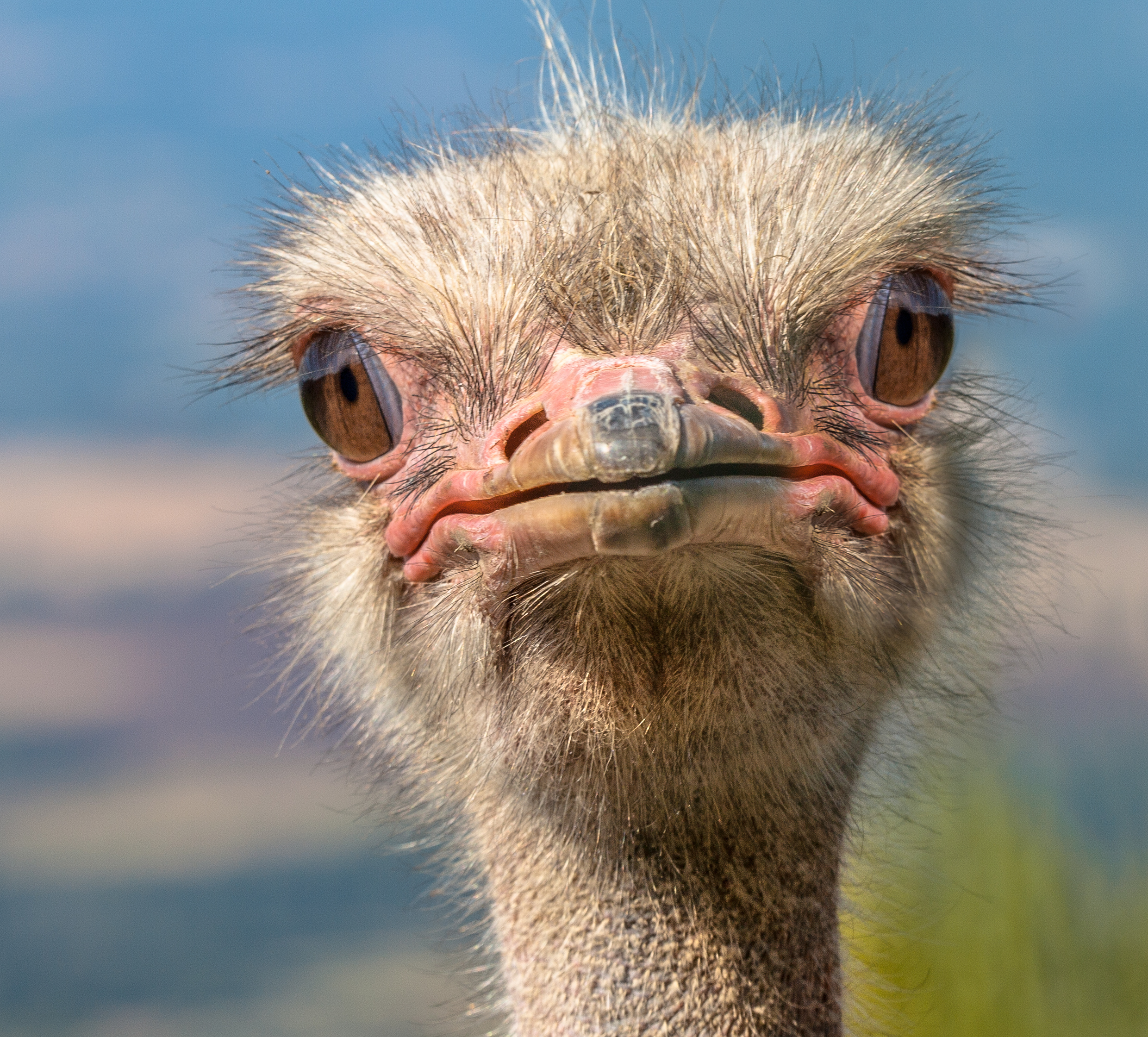 Hd Quality Wallpaper - Ostrich Head - HD Wallpaper 