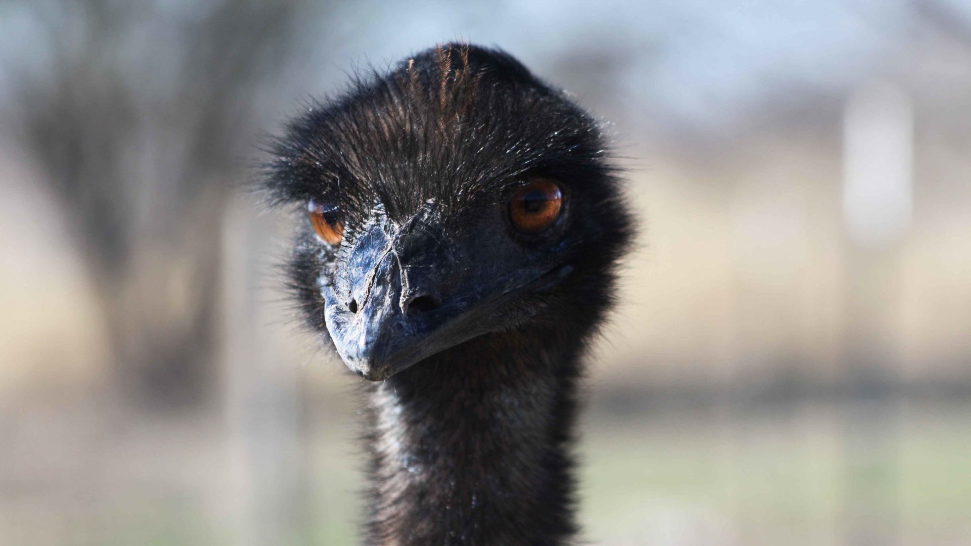 Wallpaper Ostrich Muzzle Angry - Ostrich Black - HD Wallpaper 