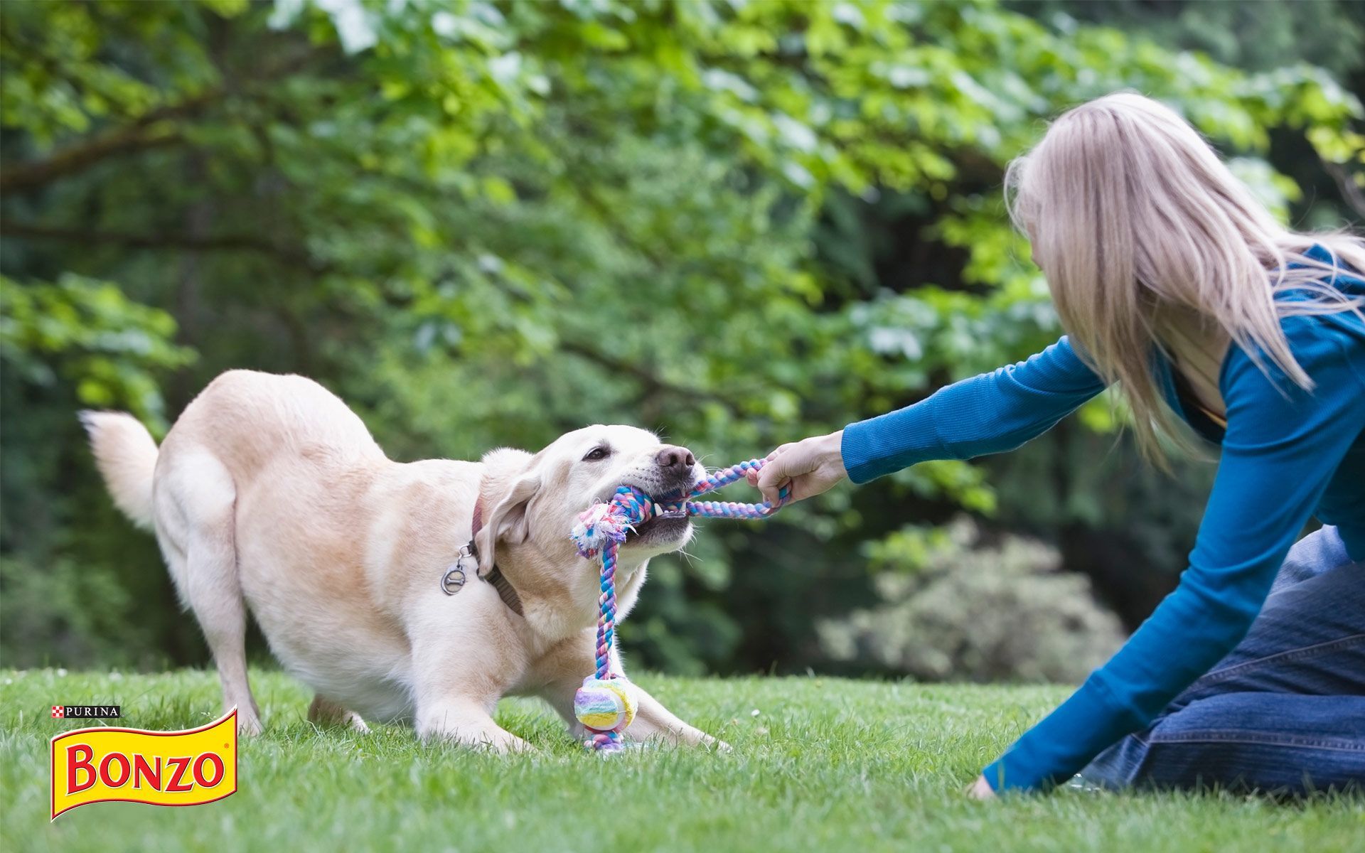 Jos Cartwight, Screensaver, - Dog - HD Wallpaper 