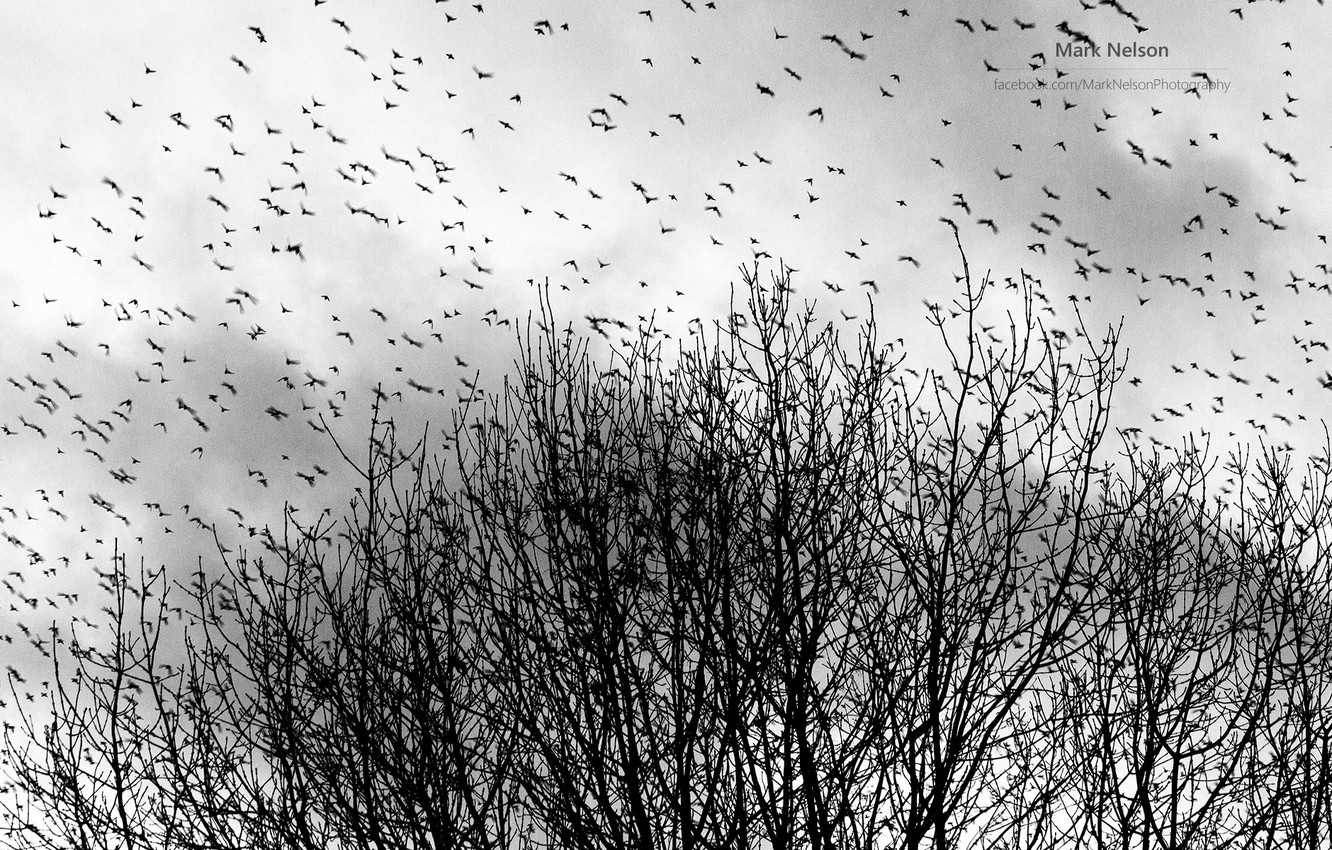Photo Wallpaper Photographer, Magic B & W Photo, Monochromatic, - Flock - HD Wallpaper 