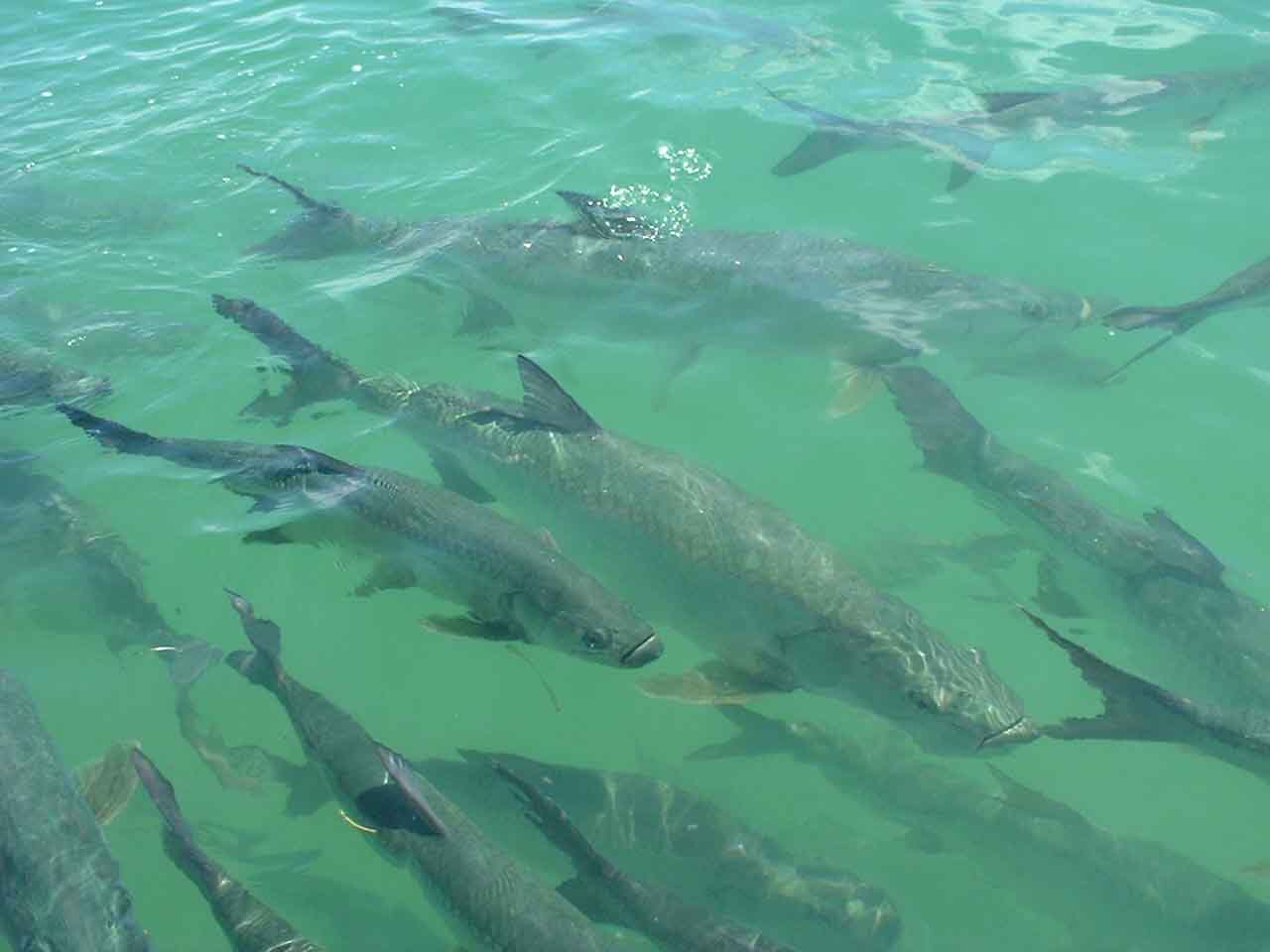 A Flock Of Tarpons Wallpaper - Tarpons - HD Wallpaper 