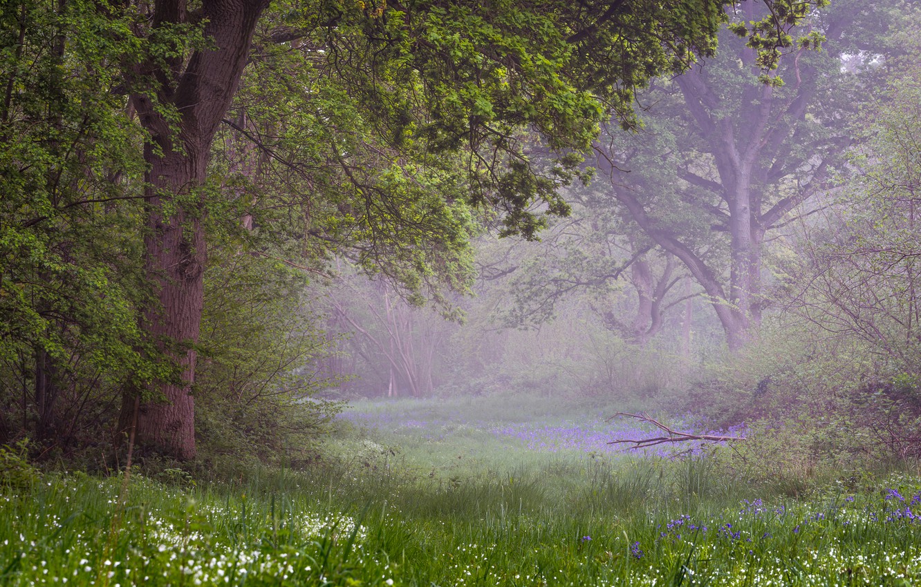 Photo Wallpaper Forest, Prada, Spring - Wallpaper - HD Wallpaper 