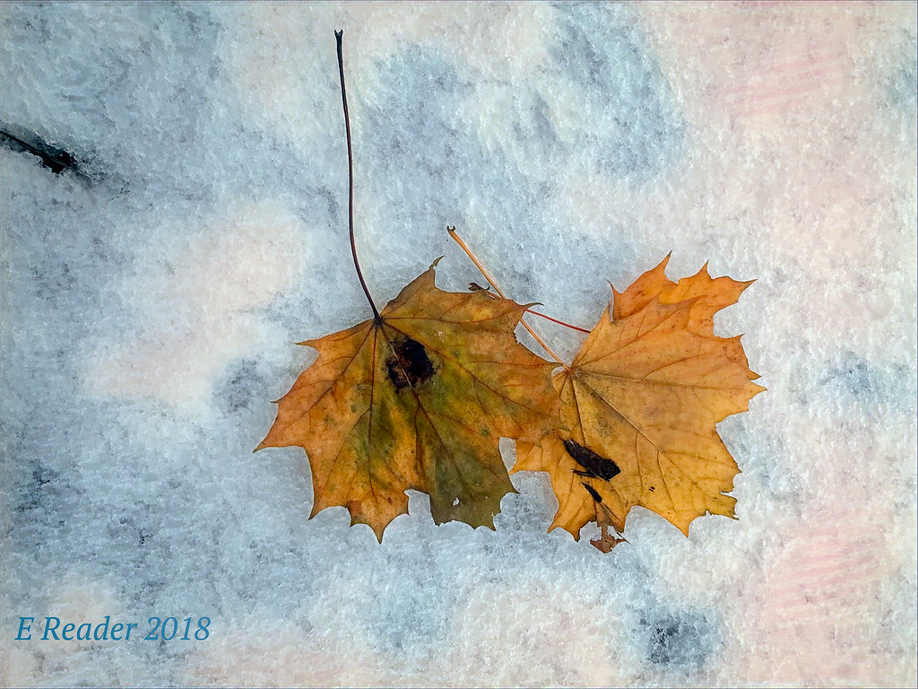 Maple Leaf - HD Wallpaper 