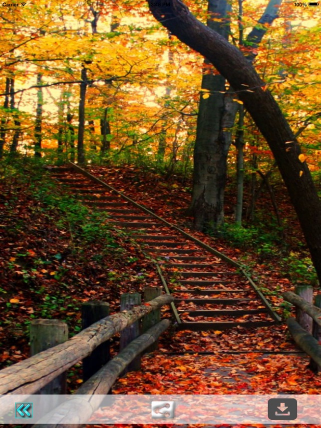 Autumn - HD Wallpaper 