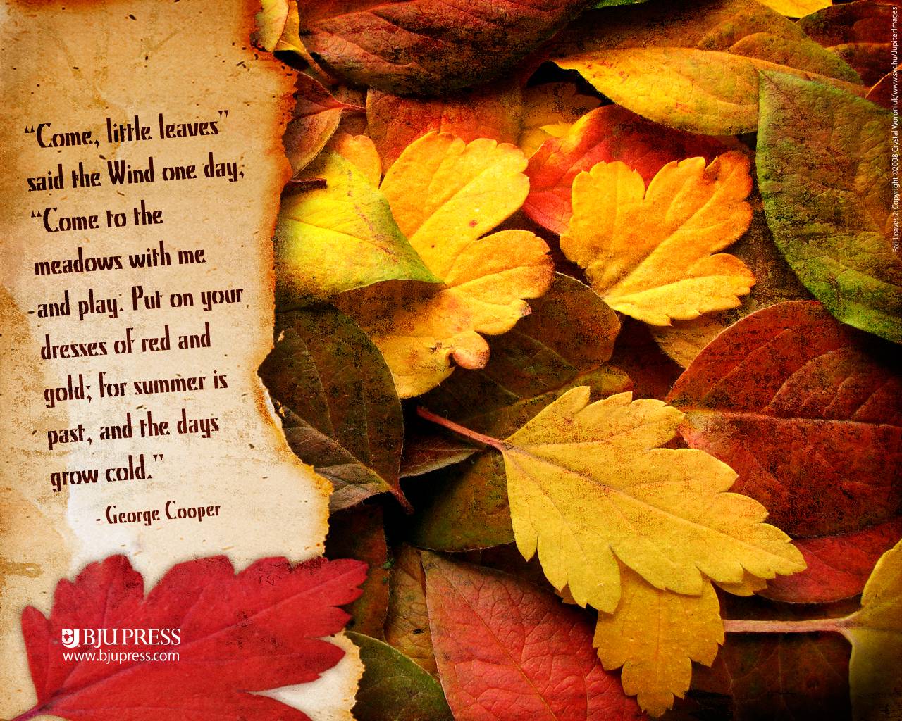 Fall Leaves - HD Wallpaper 