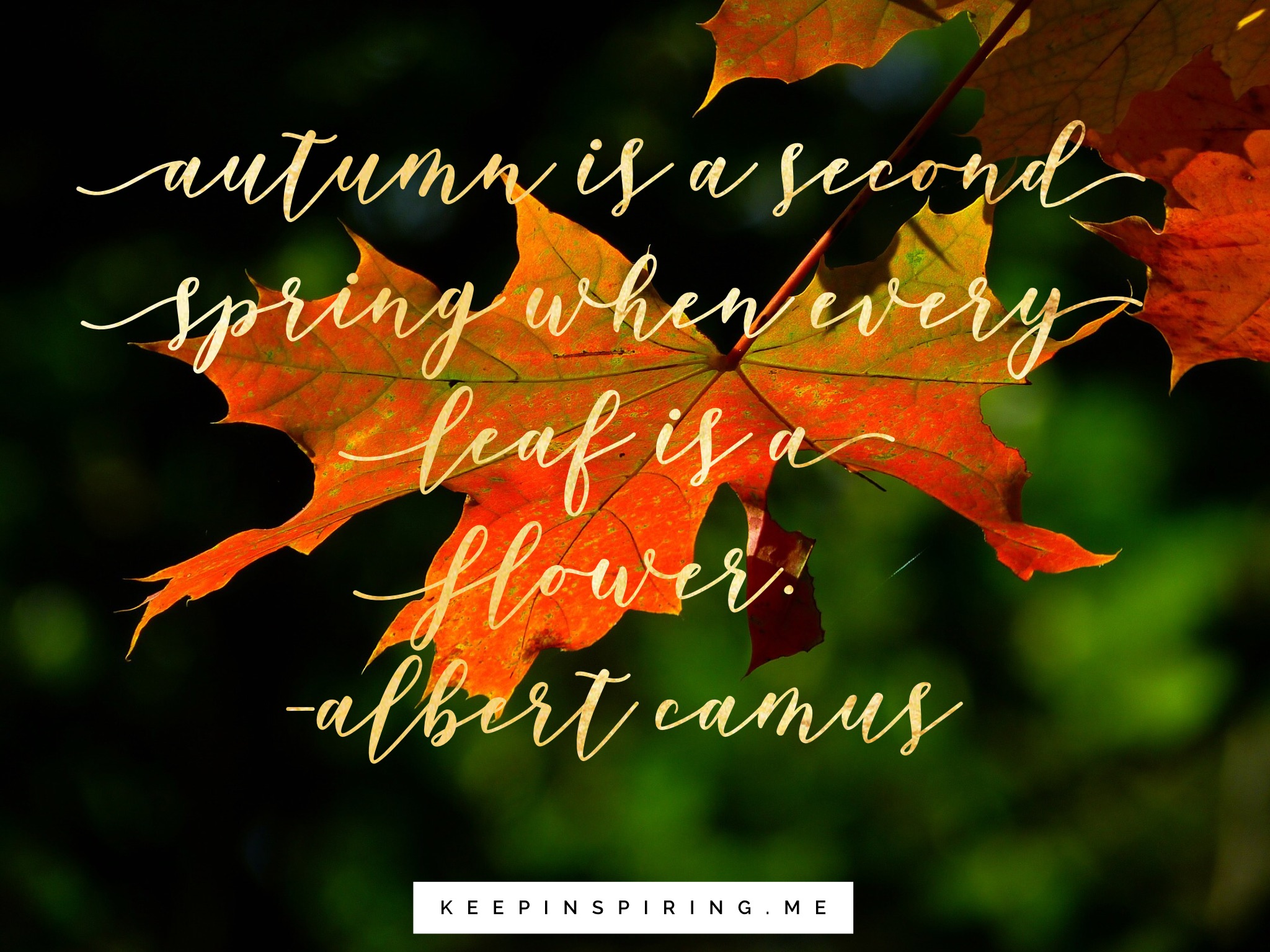 Falling Leaves Live Wallpaper - 2048x1535 Wallpaper - teahub.io