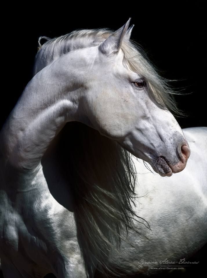 Photography Beautiful Horse Heads - HD Wallpaper 