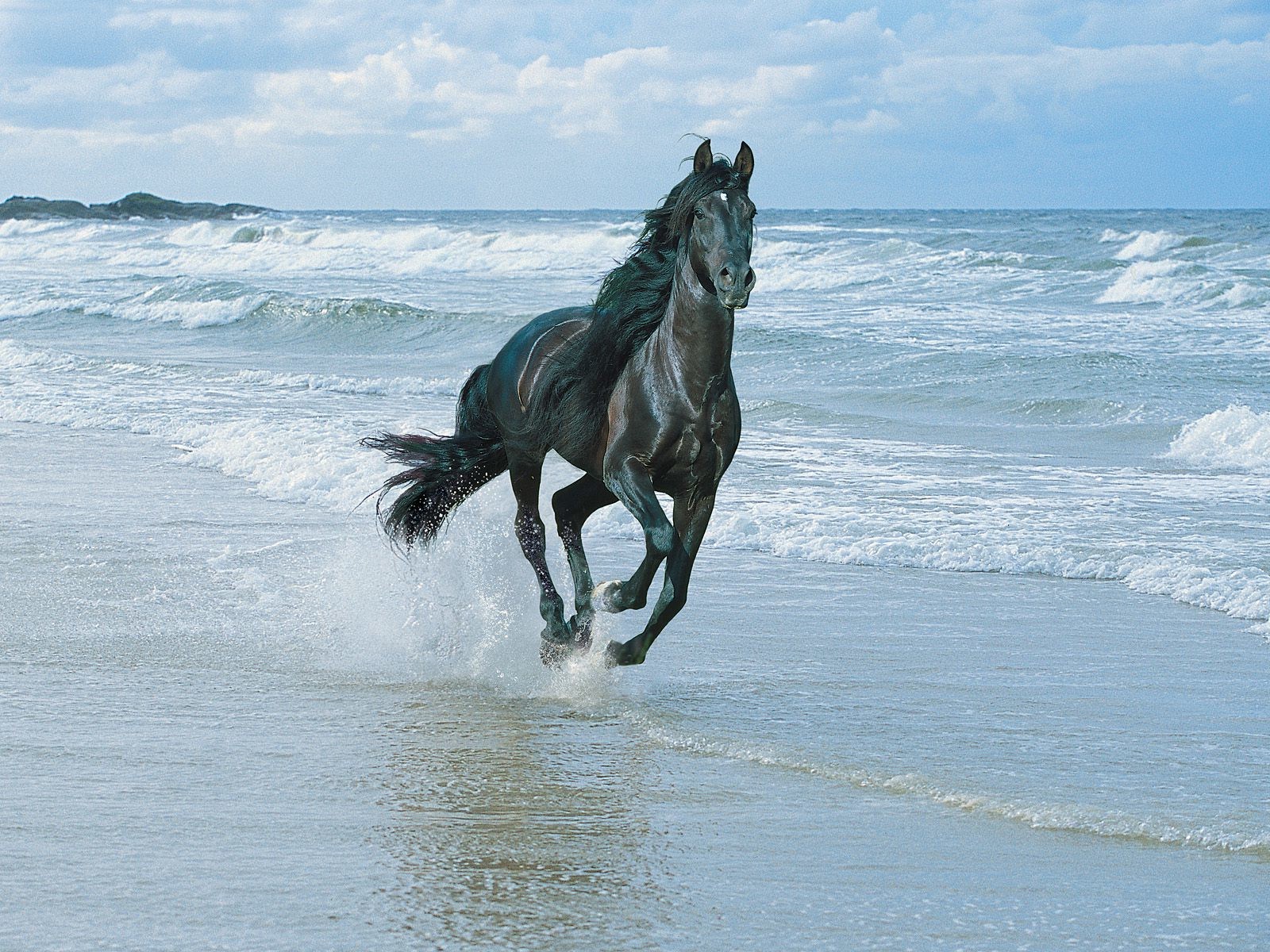 Arabian Horse Background Free Download - Running Horse In Water - HD Wallpaper 