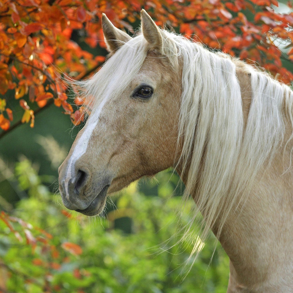 Palomino Horse - 1024x1024 Wallpaper Palomino Horse - 1024x1024 Wallpaper