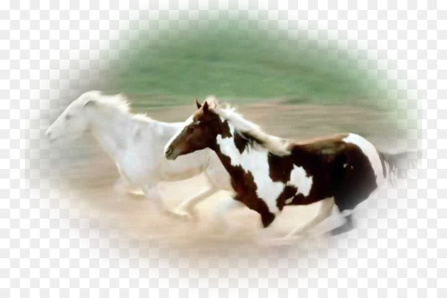 Andalusischen Pferde Mustang Friesen Desktop Wallpaper - Fast As The Wind - HD Wallpaper 