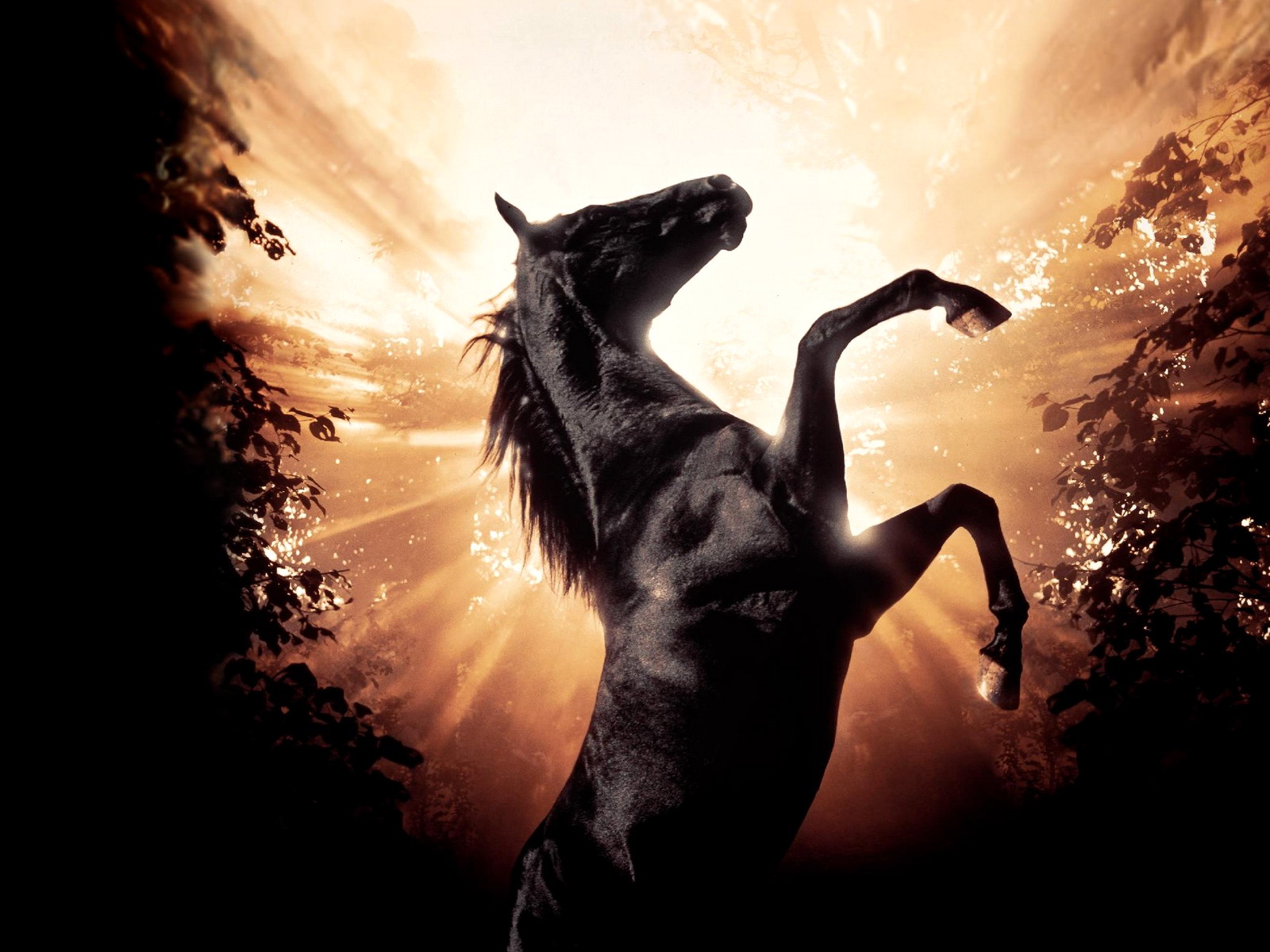 Black Beauty Old Movie - HD Wallpaper 