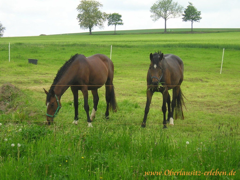 Pferde - Sorrel - HD Wallpaper 