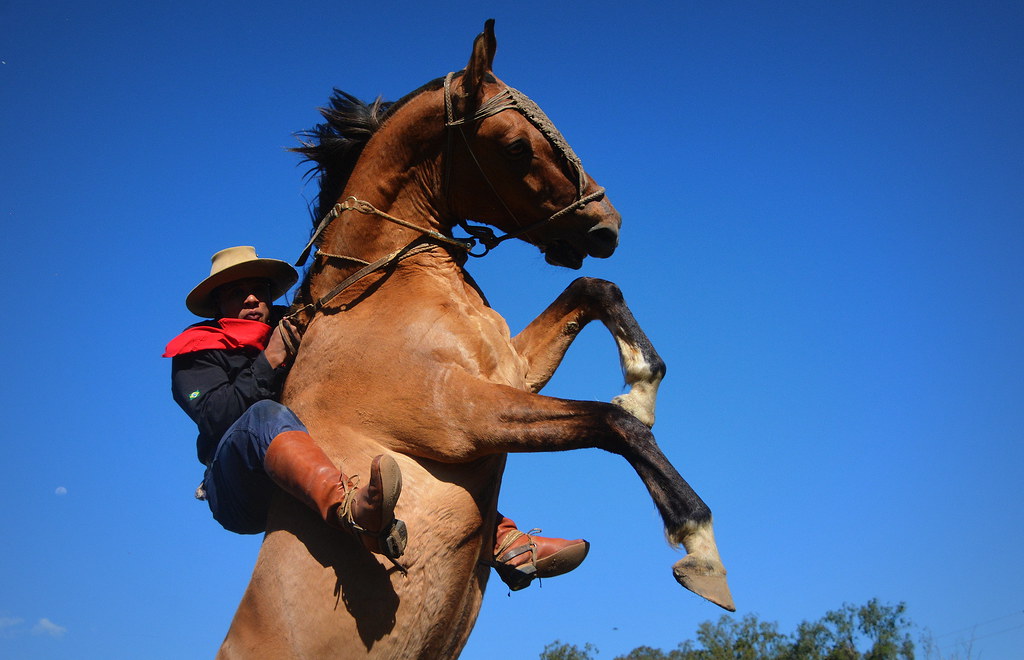 Stallion - HD Wallpaper 