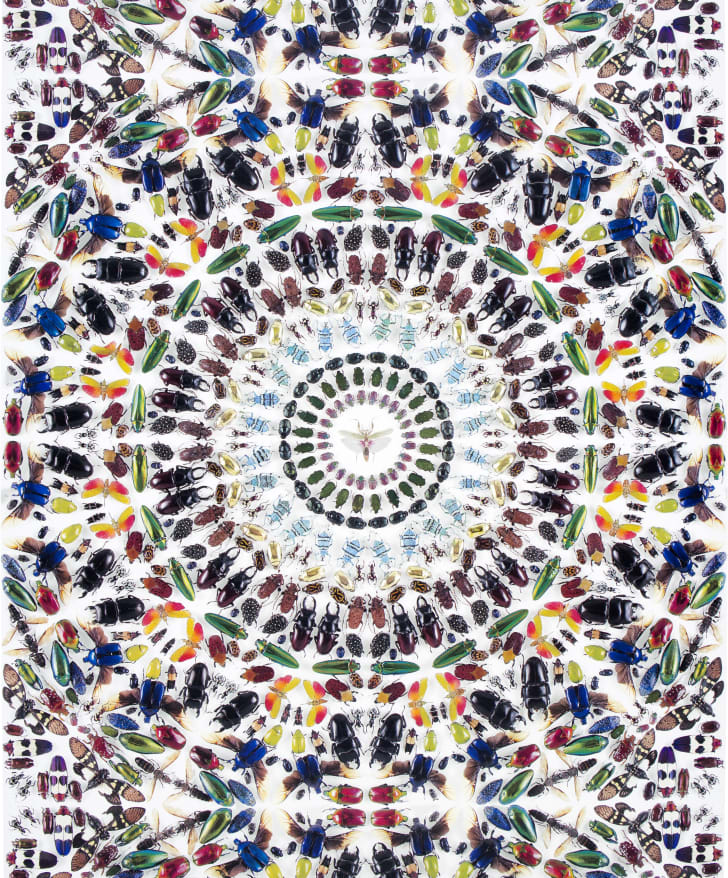 Kaleidoscope Damien Hirst Bugs - HD Wallpaper 