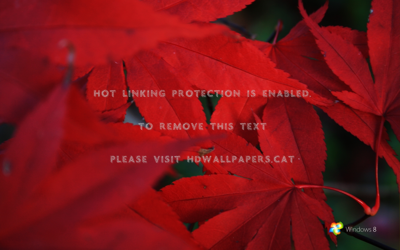 Red Leaf Rajesh Naveen Prabha Ganesh Nature - Wallpaper - HD Wallpaper 