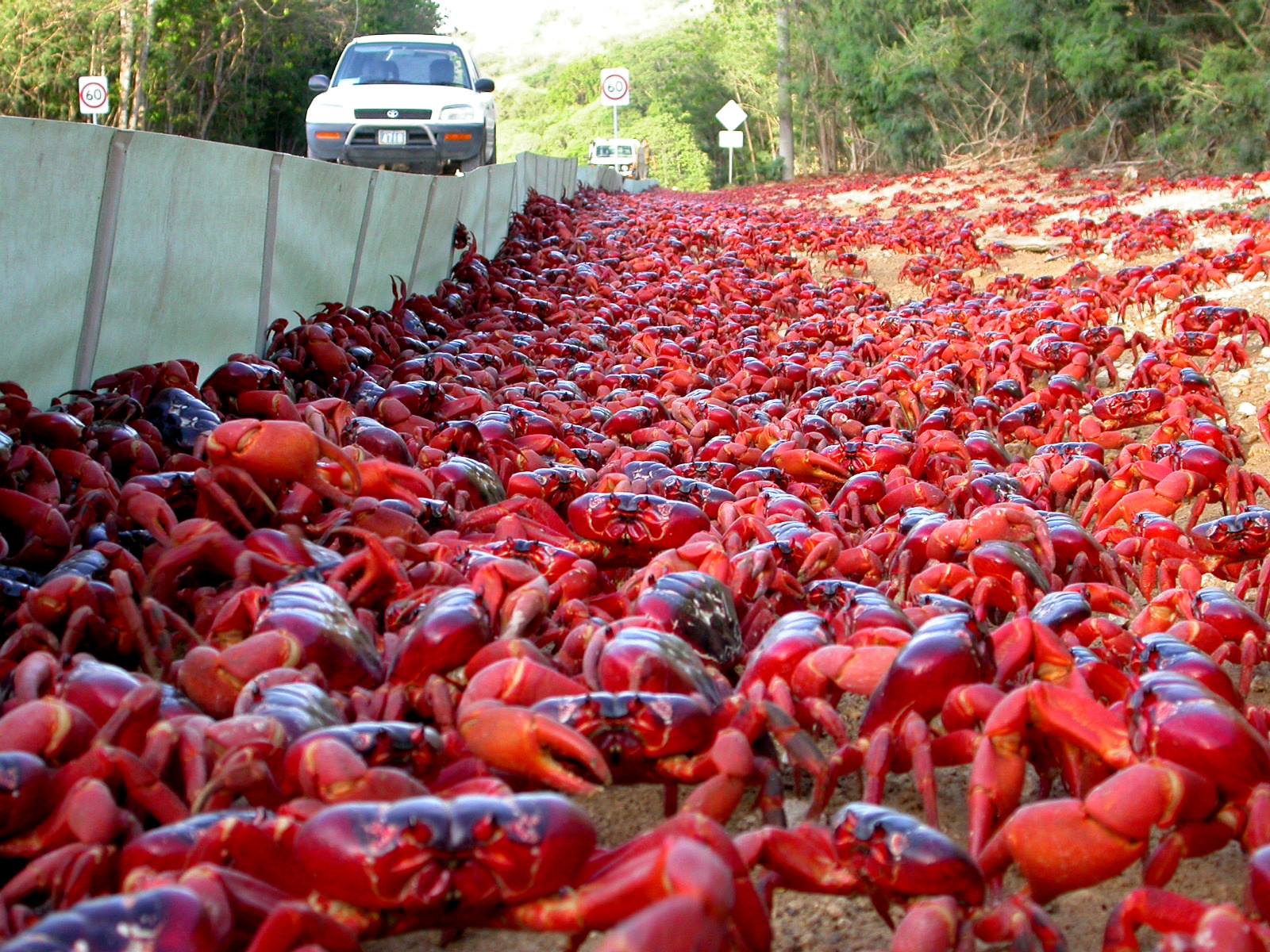 Christmas Island Crabs - HD Wallpaper 