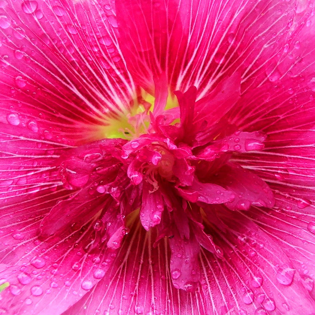 Pink Colour Flowers - HD Wallpaper 