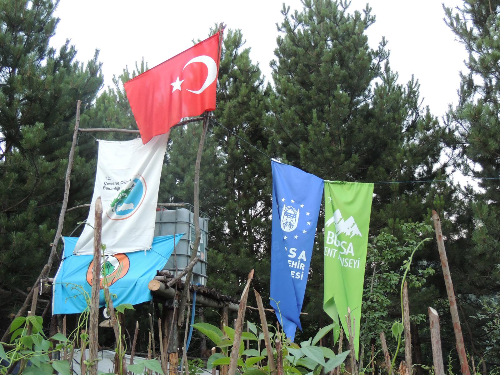 Spruce - HD Wallpaper 