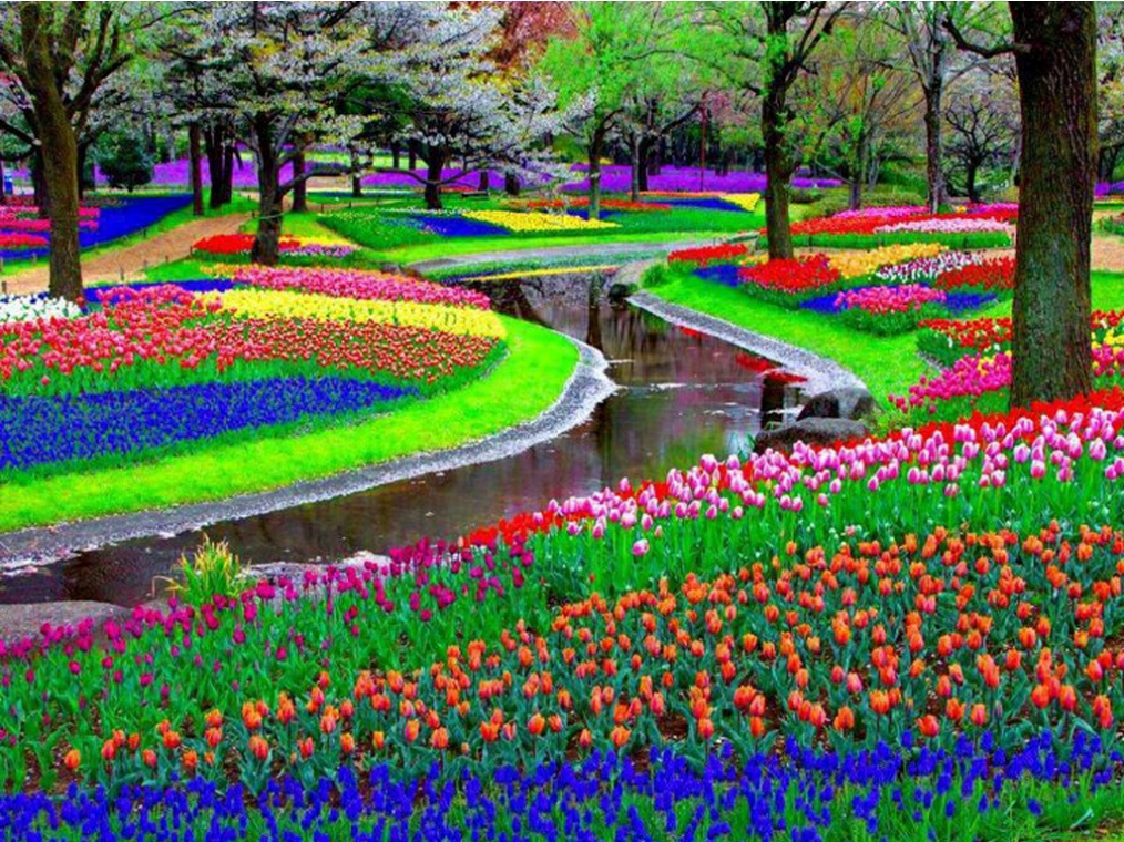 Colourful Flower Field Park Garden Hd Wallpapers - Candy Land In Real Life - HD Wallpaper 