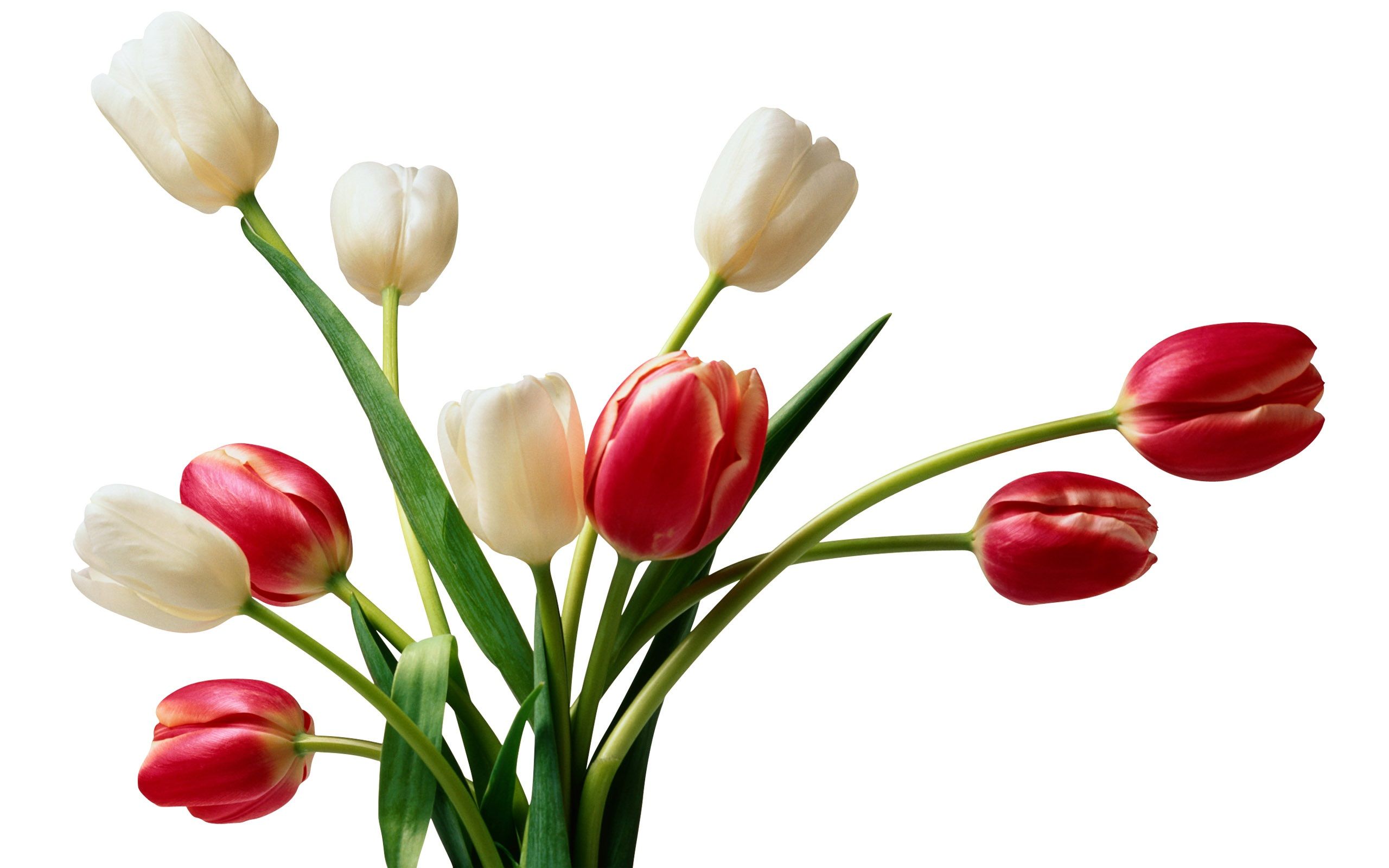 Flowers - Fhdq Background - 100 Love Movie Images Jeet & Koel - HD Wallpaper 