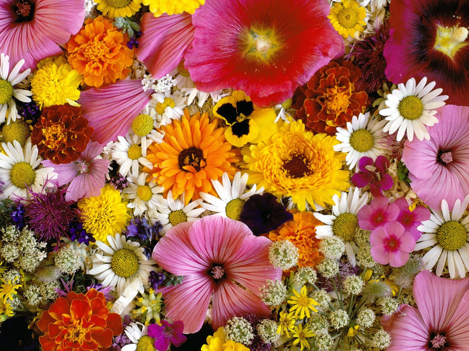 Mix Flower Images Hd - 1600x1200 Wallpaper 