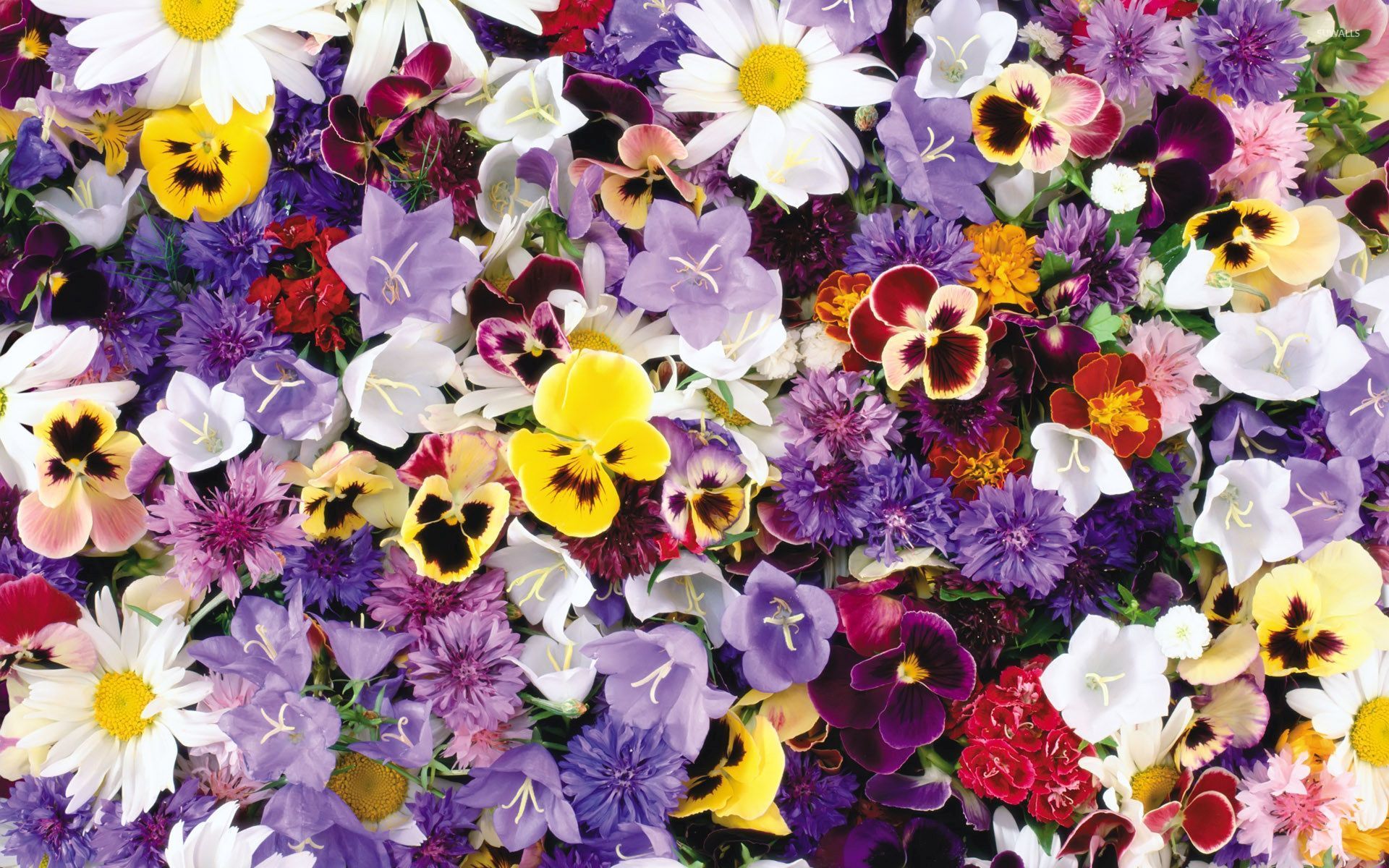 Colorful Flowers Wallpaper - Flower Jpg Download - HD Wallpaper 