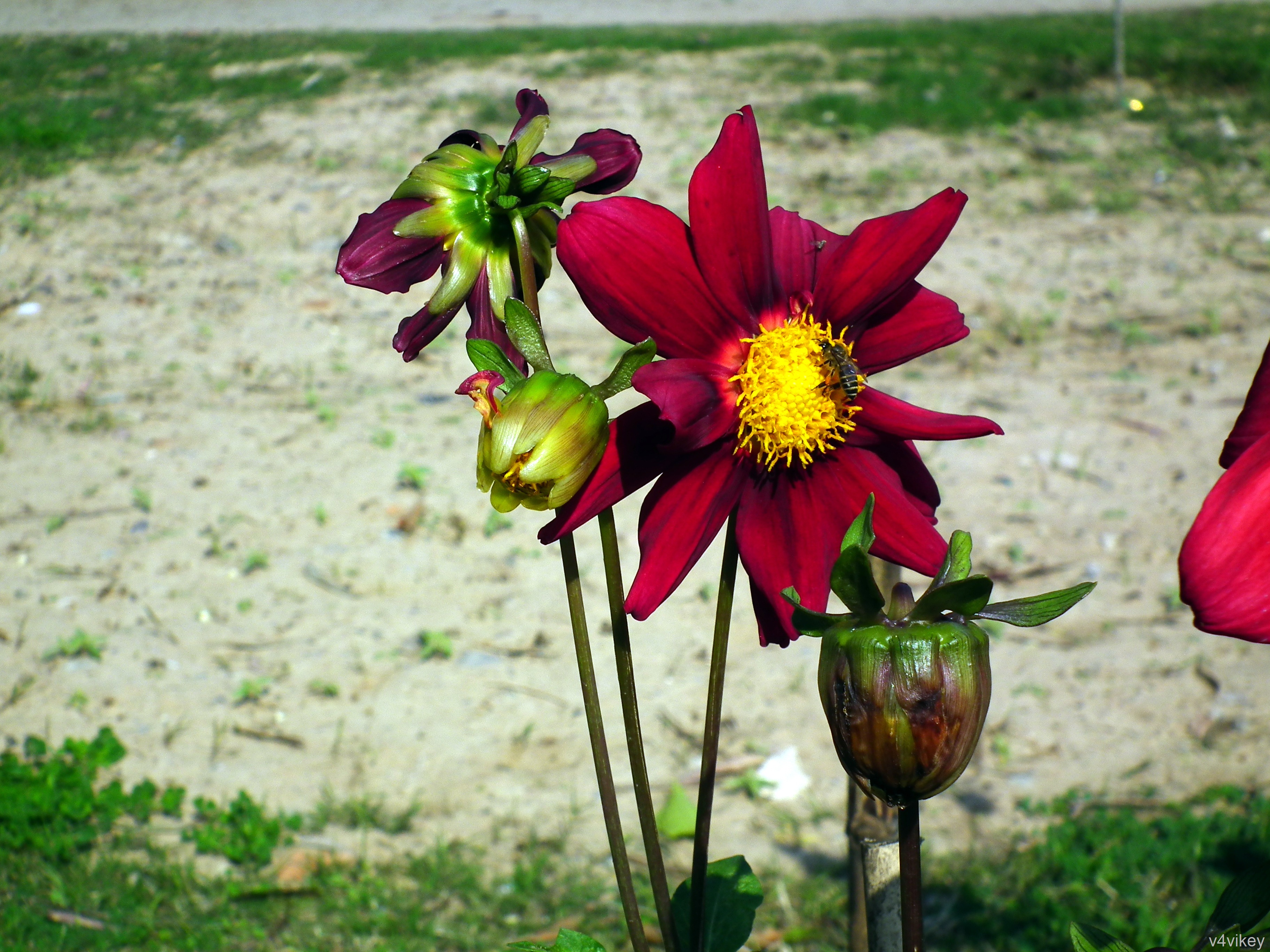 Bouquet - HD Wallpaper 